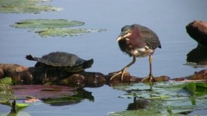 turtle and bird