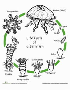 color-life-cycle-jellyfish-life